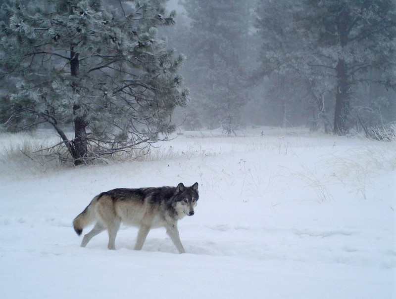 Oregon wolves expected to spread west and south - Oregon Capital Chronicle