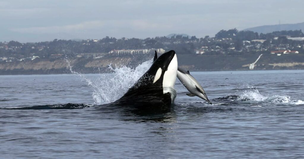 Rare footage captures orca throwing dolphin high into the air as it teaches its calf to hunt