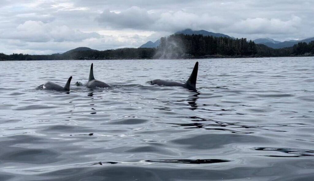 Report details 37 known incidents of killer whale entanglement in Alaska over 30 years