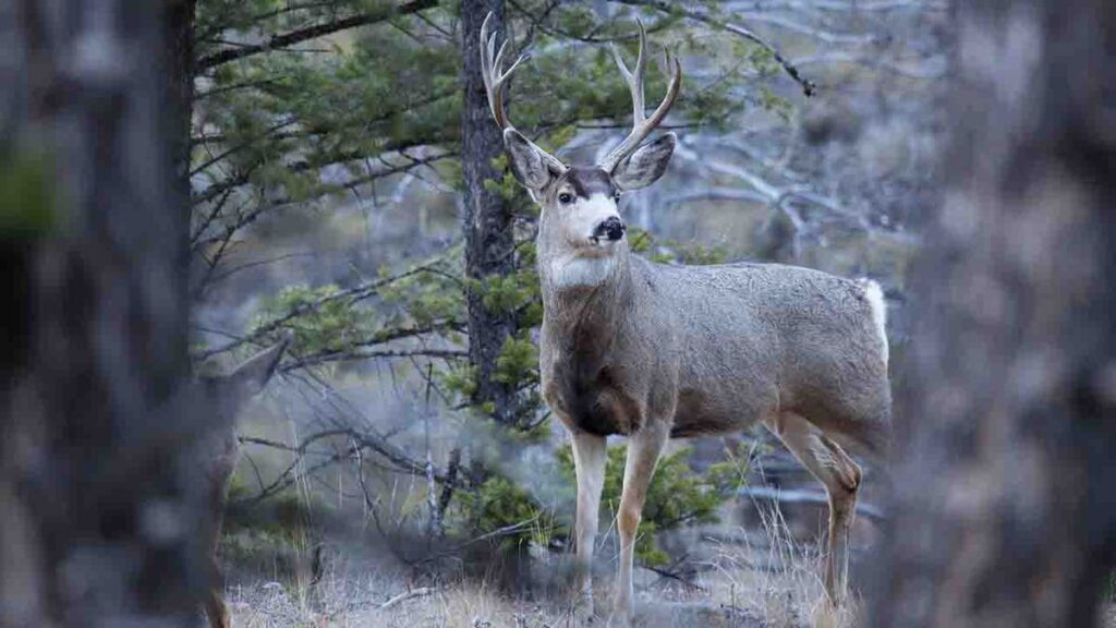 Scientists worry 'zombie deer disease' could spread to humans