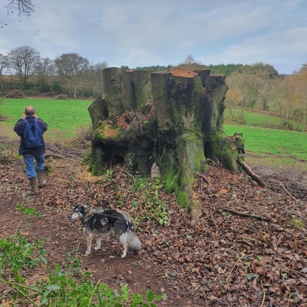 Shocked: Devon village shocked after 100 ancient beech trees felled