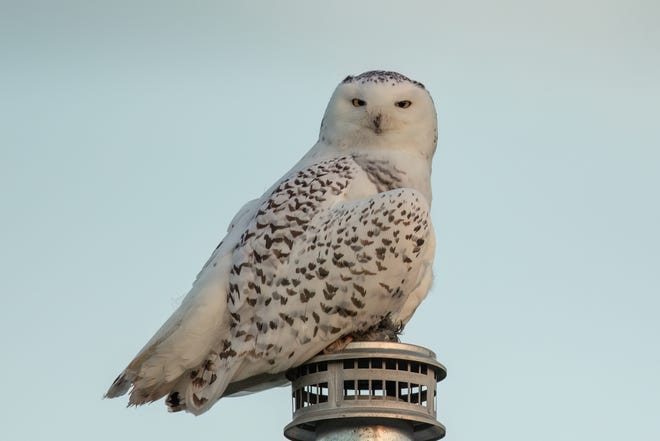 A snowy owl perches atop a chimney at Milwaukee Bay View on Wednesday. This is the first snow the Milwaukee area has seen this winter.