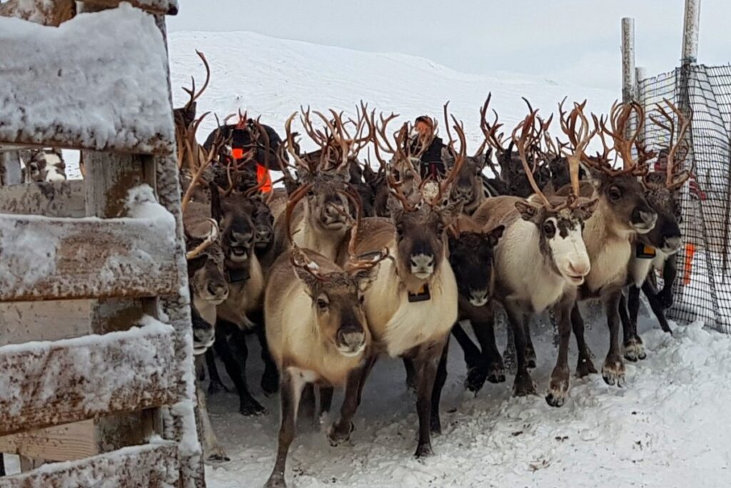 A herd of reindeer
