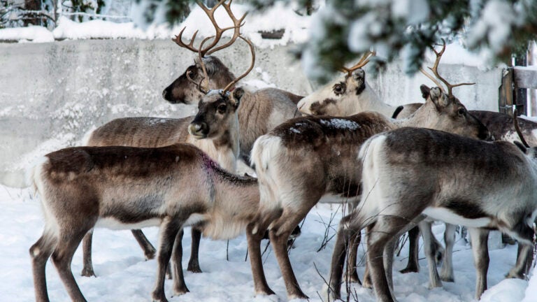 Study shows reindeer's eyesight evolved to spot favorite foods