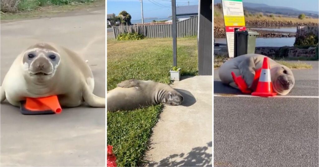The famous seal blocked local roads and caused Australians to be late for work