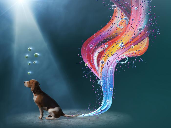 The future of canine stem cell therapy: unprecedented, painless, feeding-free