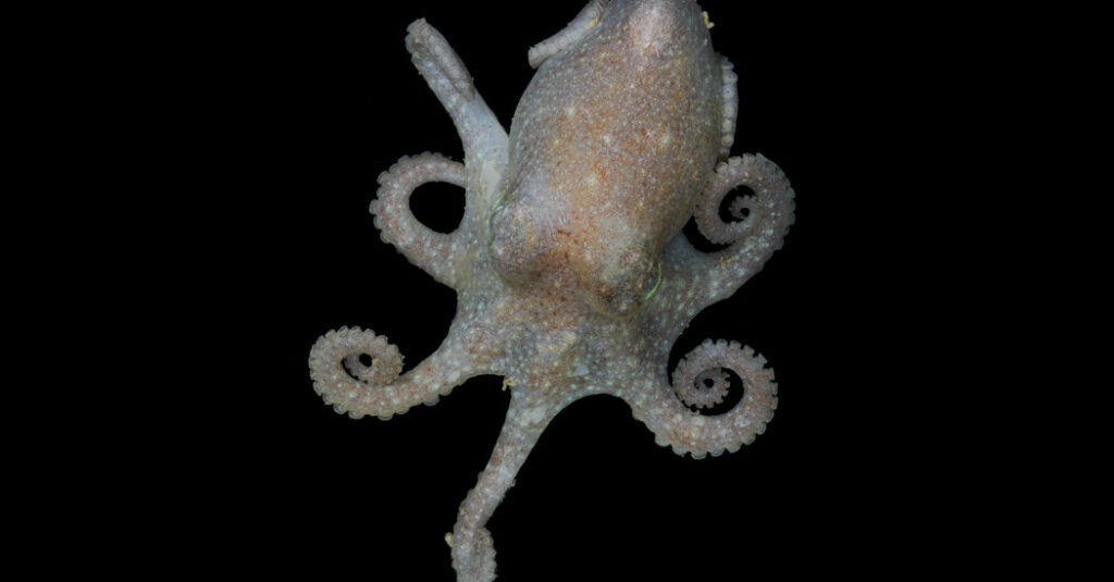 This Antarctic octopus sounds warning about rising sea levels