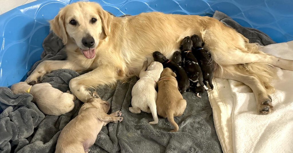 This golden retriever is caring for 3 African painted dog pups at the zoo because their mother won't care for them