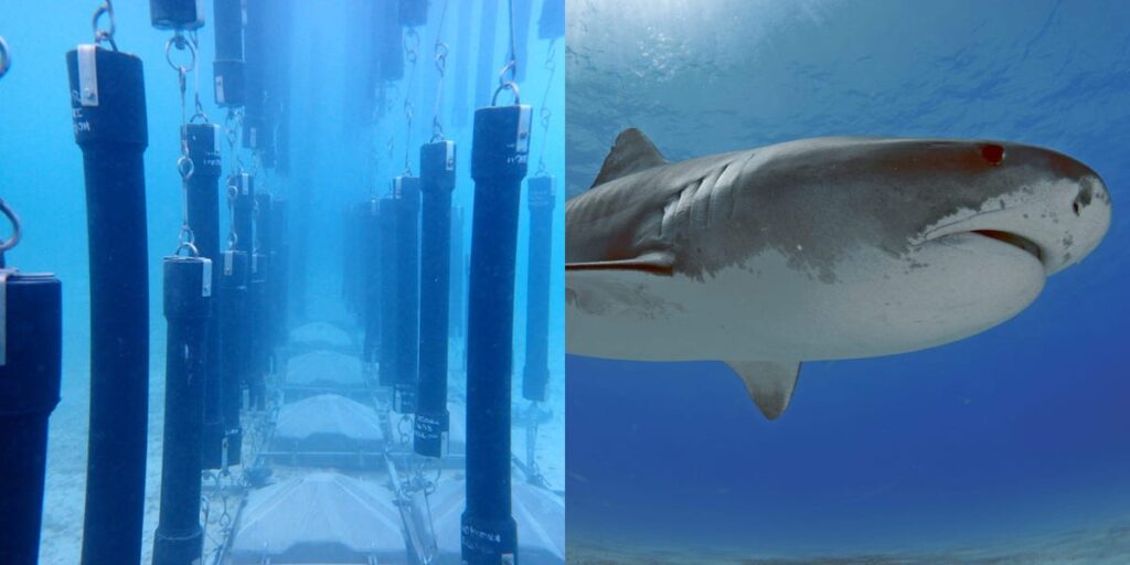 Traditional anti-shark nets are known as "walls of death". A new eco-friendly barrier uses magnetic fields to deter rather than trap sharks.