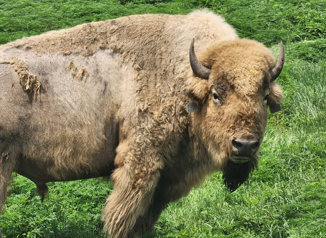 Frosty, a white buffalo, spends his days roaming the Quapaw Nation's ranch in northeastern Oklahoma.