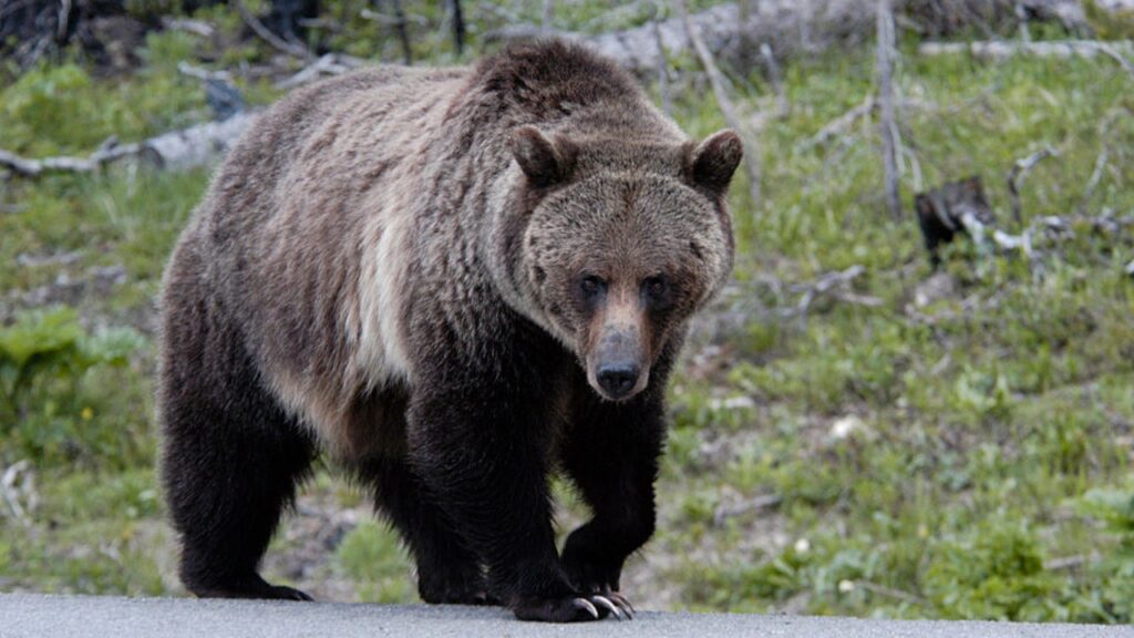 What grizzly bear reintroduction would look like in Washington