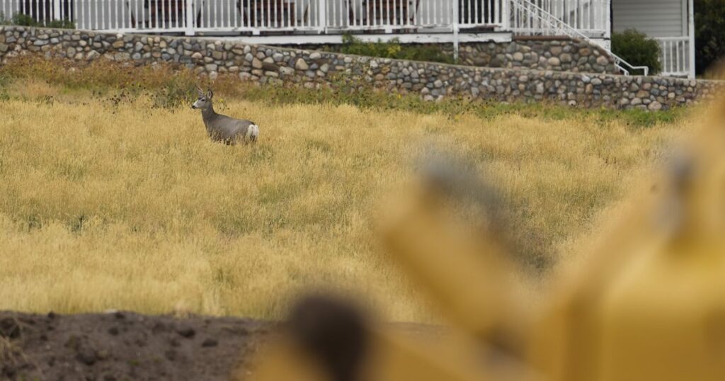 Why police can kill deer near your home with consent from Utah wildlife officials