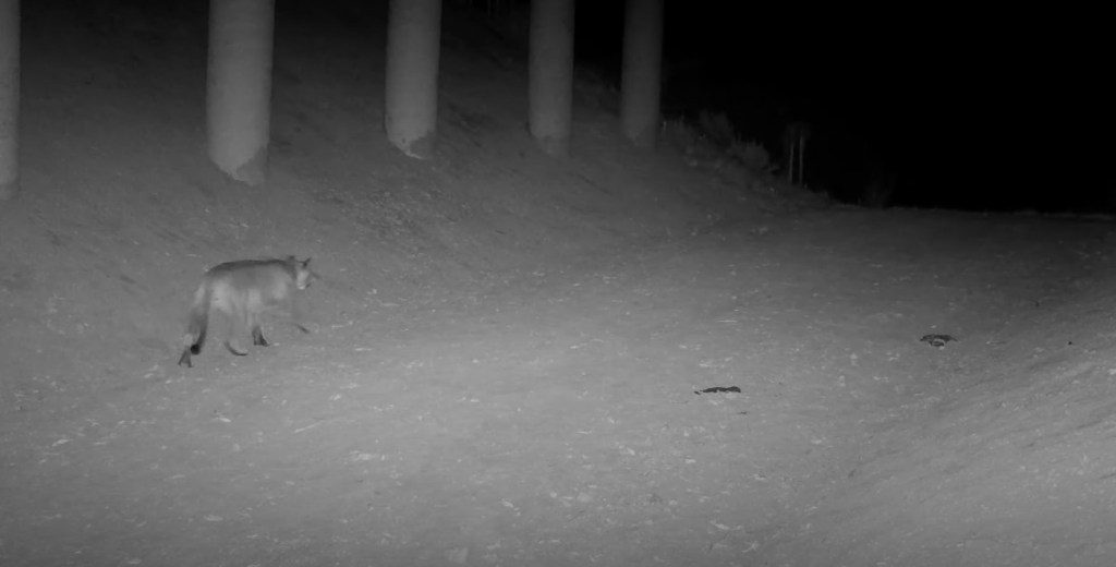 Witness the first cougar to use the new Highway 17 Wildlife Tunnel