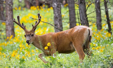 Zombie deer disease epidemic spreads in Yellowstone Park, scientists worry it may be transmitted to humans