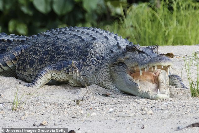 There are approximately 500,000 crocodiles in the Northern Territory, and their numbers have increased significantly over the past few decades, but there has been no increase in crocodile attacks