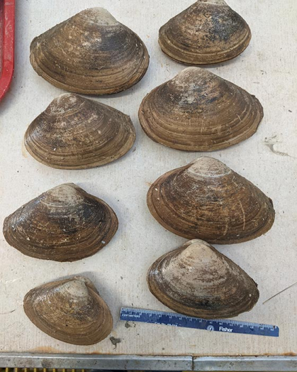 Eight clam shells with a ruler at the bottom.