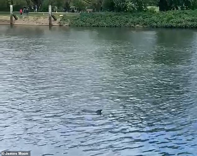 Dolphins seen playing and swimming together in the River Thames