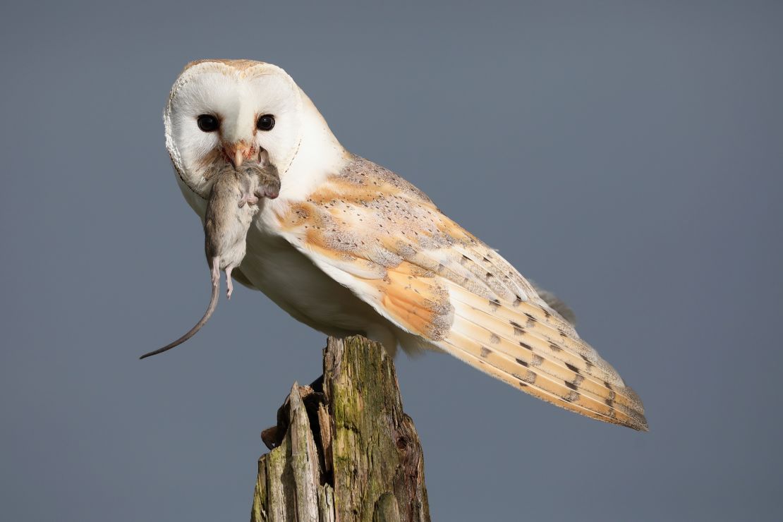 A barn owl captures a mouse. Barn owls live in open habitats across much of the lower 48 states in the United States. According to the Cornell Laboratory of Ornithology, nest boxes help populations recover in areas where natural nests are scarce.