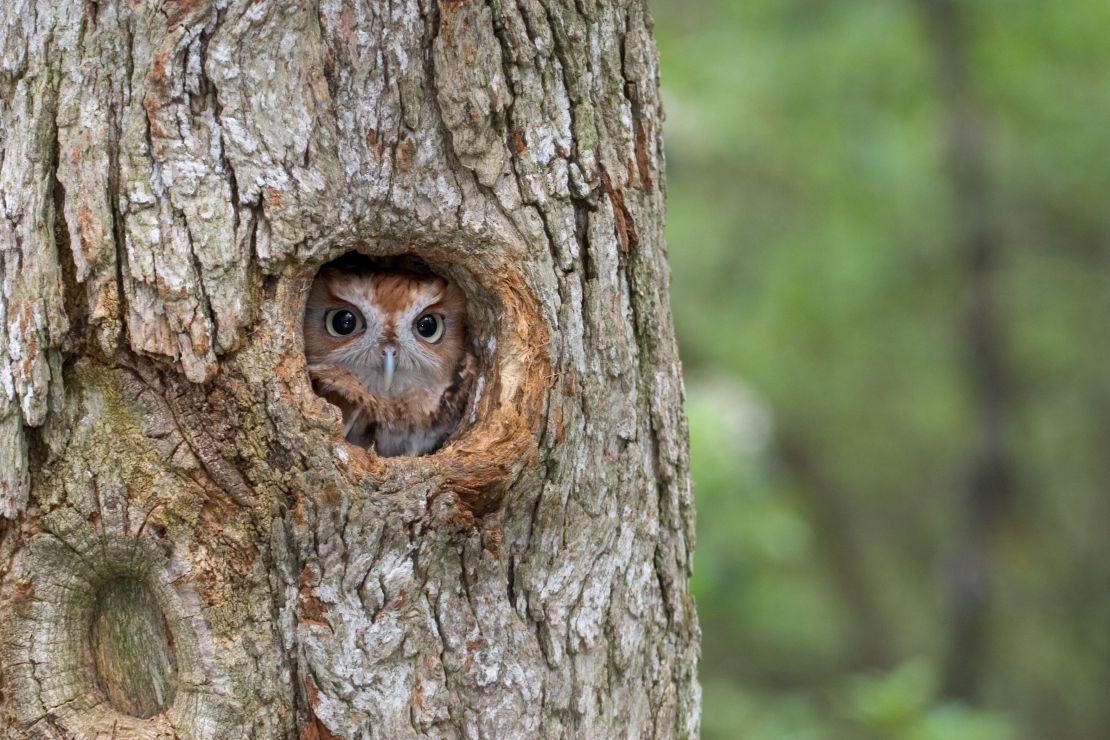 Eastern Screech Owls seek shelter in tree cavities. They often occupy abandoned woodpecker nests.