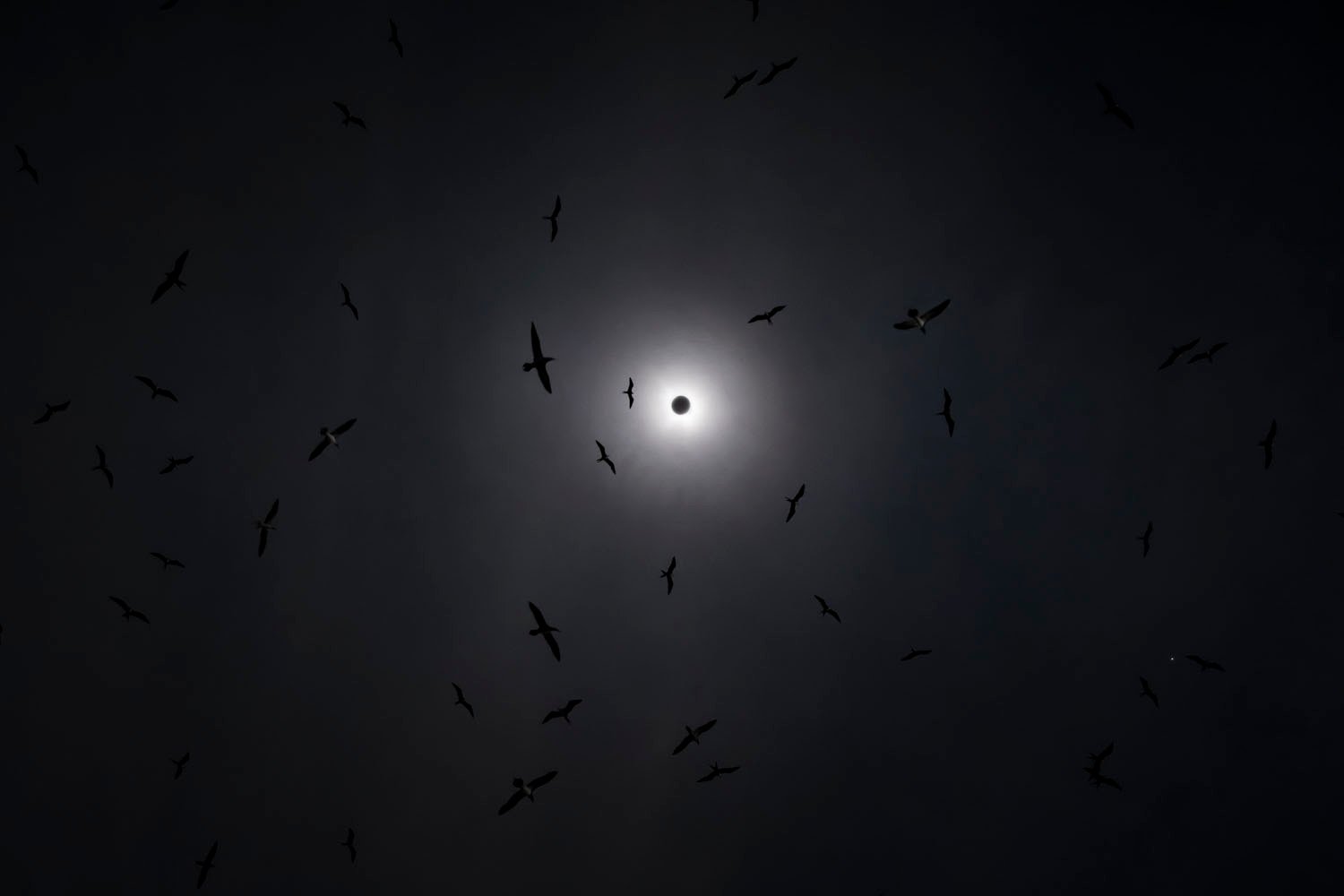 Silhouettes of many birds flying around a bright solar eclipse in a dark sky.
