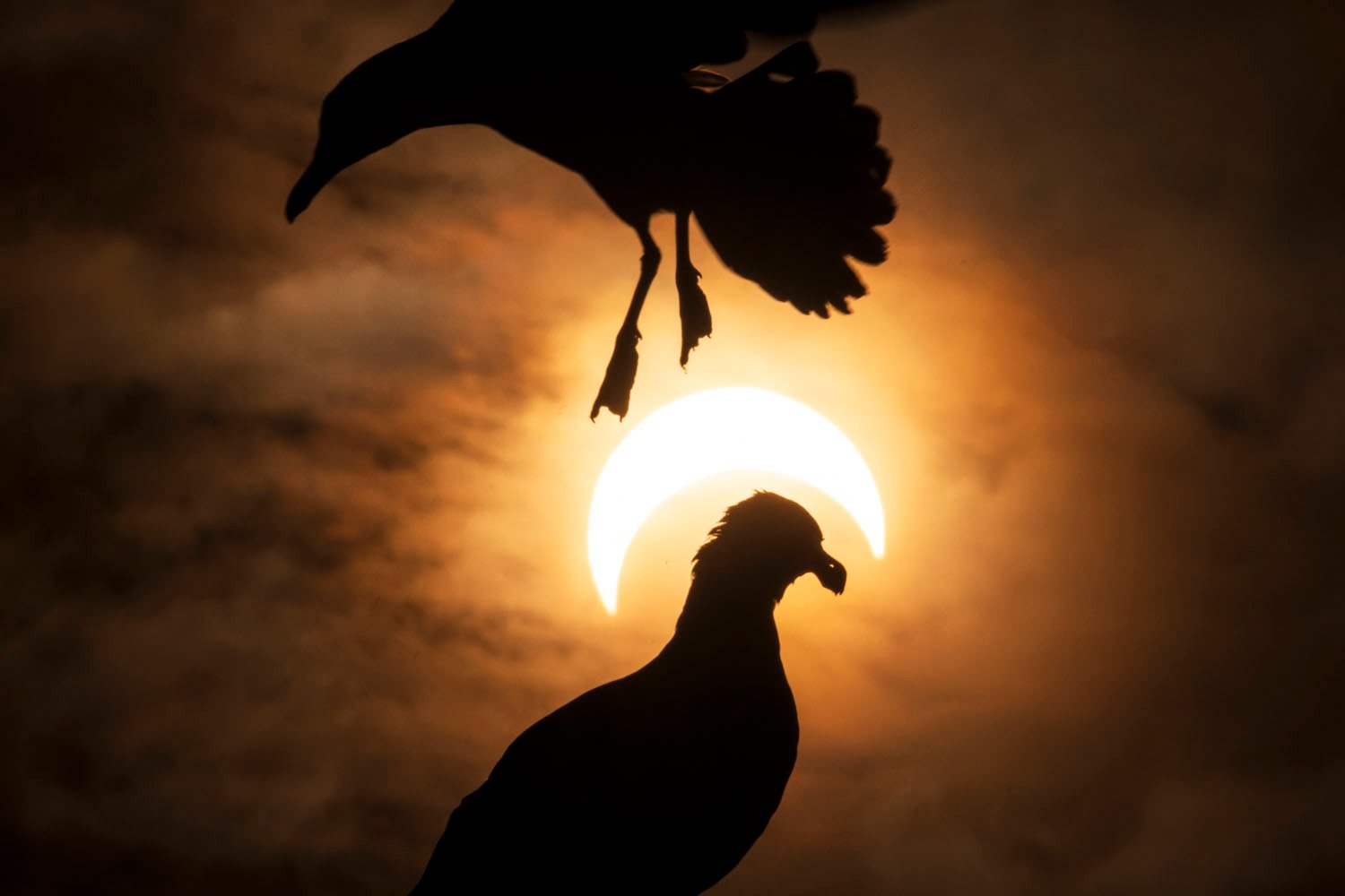 Silhouette of two doves flying during a violent solar eclipse, one of which partially overlaps the glowing sun.