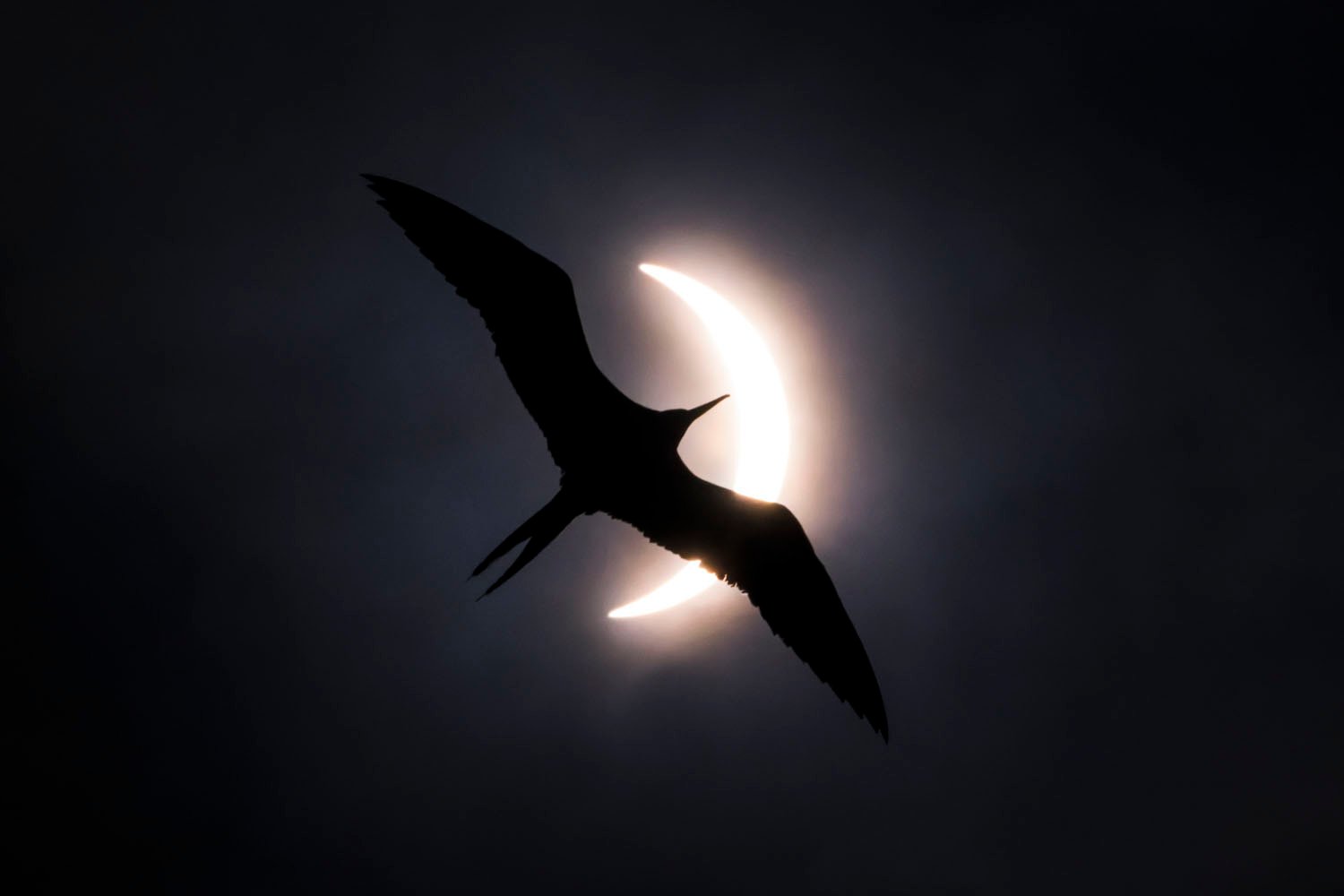 The silhouette of a bird flying in front of a half-eclipsed Sun creates a striking contrast between the bird's dark form and the bright halo.
