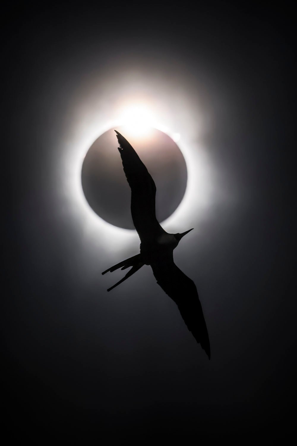 A silhouette of a bird flying before a solar eclipse, the bird's wings spread against the sun's halo, creating a dramatic image.