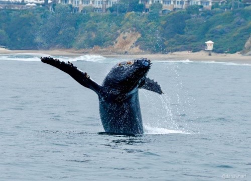 A young humpback whale leaps out of the sea for more than an hour...