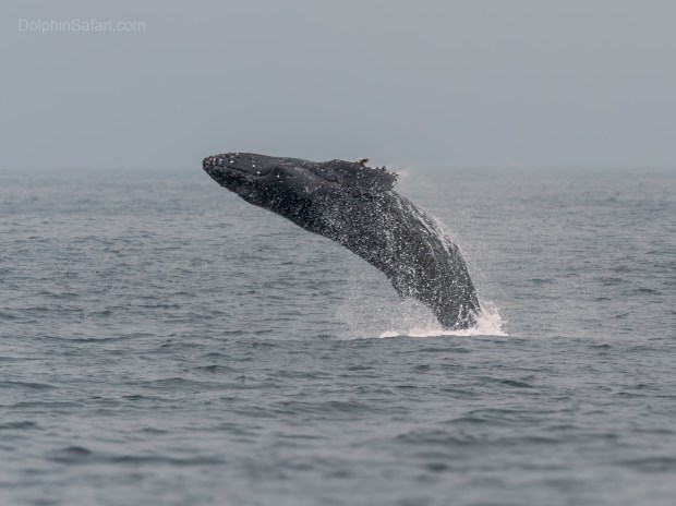 Whales put on a show near South Laguna on Sunday,...