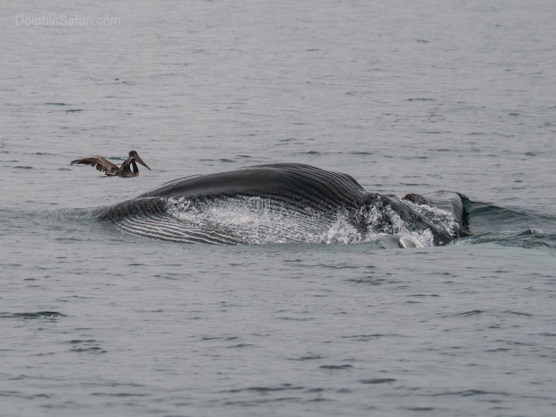 Whales put on a show near South Laguna on Sunday,...