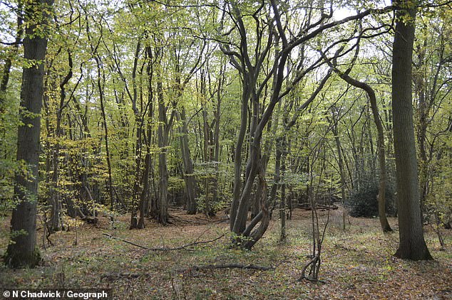 This woodland was once a beautiful attraction but has been damaged by illegal dumping