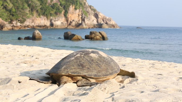 A sea turtle lays its eggs on the beach and crawls back into the sea. The sea is right in front of the turtle.There are some rocks in the water with a tree-covered cliff in the background