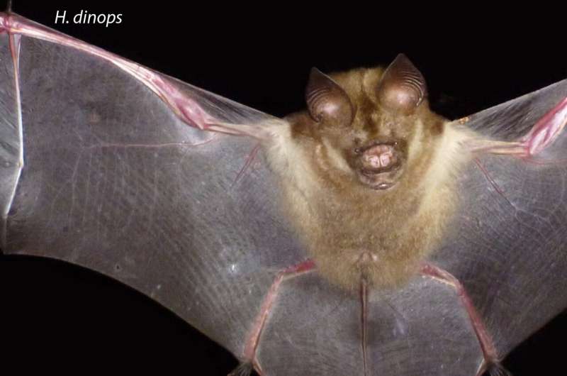 Same species, different sizes: Rare evolutionary behavior discovered in island bats
