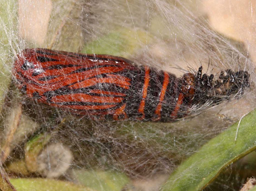 Silkworm moth develops in cocoon