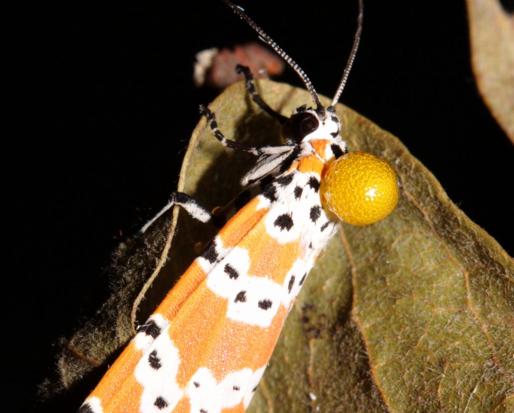 Moths secrete small drops of poisonous alkaloids.