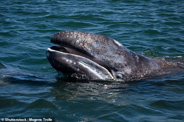 The whale (not pictured) died on its northbound migration route to Alaska for summer feeding