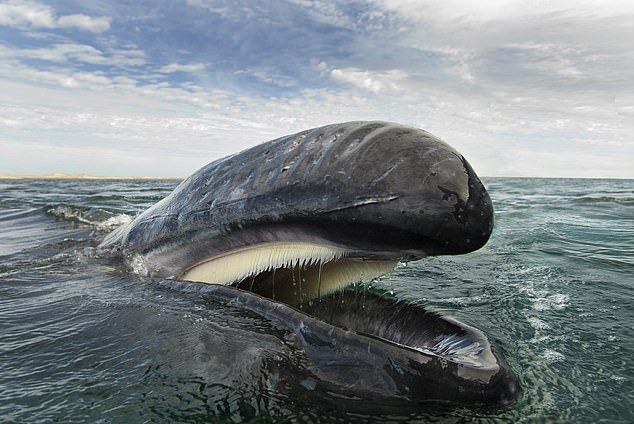 The population of gray whales in both the eastern and western parts of the world has been declining for decades, and human interference in the whales' habitats has worsened the situation.