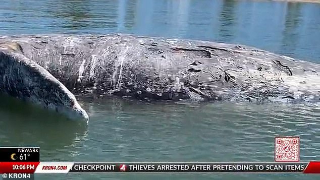 The whale's appearance marks the first reported whale death in the Bay Area in 2024