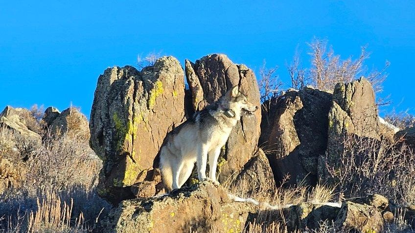 A gray wolf standing on a rock with a clear blue sky in the background