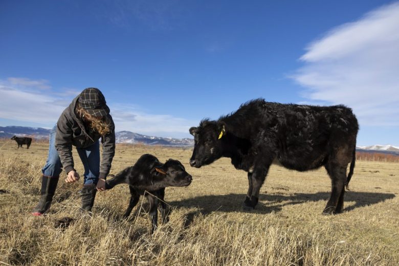 Ranch owner tags a calf while an older cow looks on