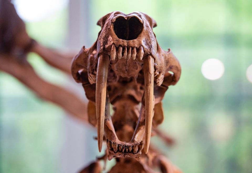 A replica of a saber-toothed tiger skeleton is on display at the Mississippi Museum of Natural Sciences on Thursday, April 17, 2024, in the 