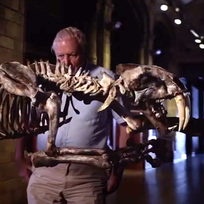 David Attenborough and the Smilodon Cat Skeleton (YouTube)