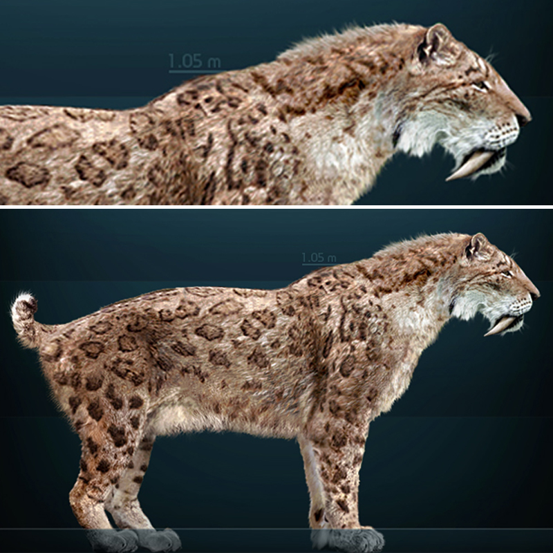 Saber-toothed tiger from Wikimedia Commons, Mississippi, Sabre-toothed tiger