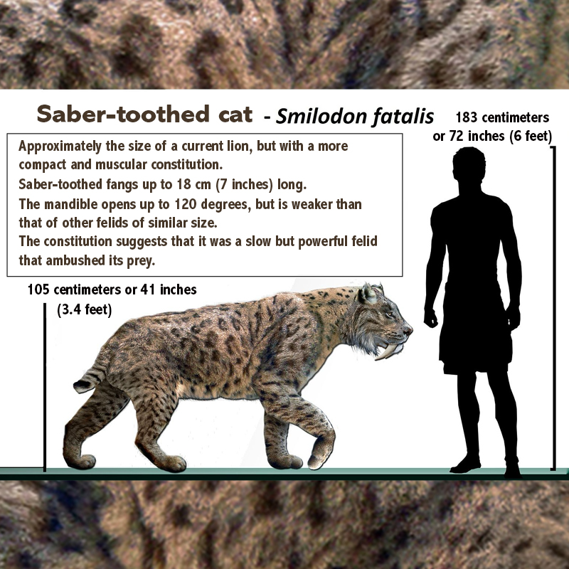 Sabre-toothed tiger information from Wikimedia Commons, Mississippi
