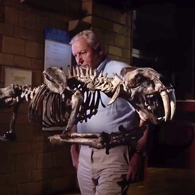 David Attenborough and the Smilodon Cat Skeleton (via YouTube), 2