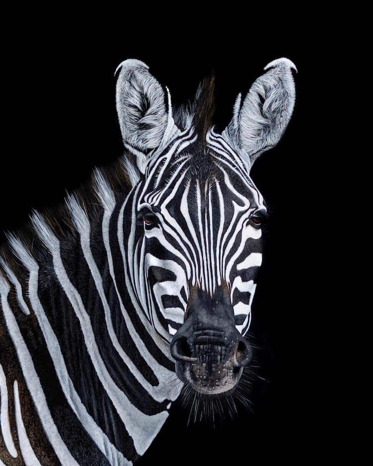 Sophie Green's painting of a zebra she photographed in Tanzania. 