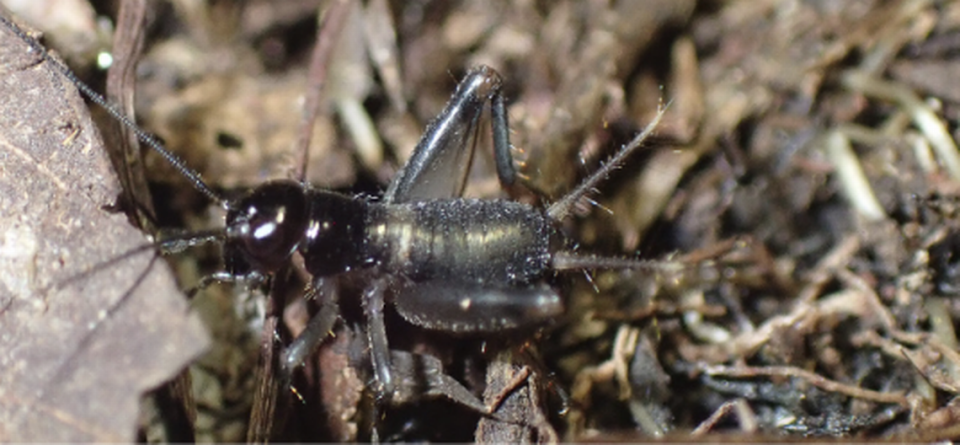 Crickets live in caves and dense leaf litter, and their sounds have difficulty resonating. Tavares, GC, Oya, BHK, Cadena-Castaeda, OJ, de Oliveira, MPA, & Castro-Souza, RA (2024)/European Journal of Taxonomy