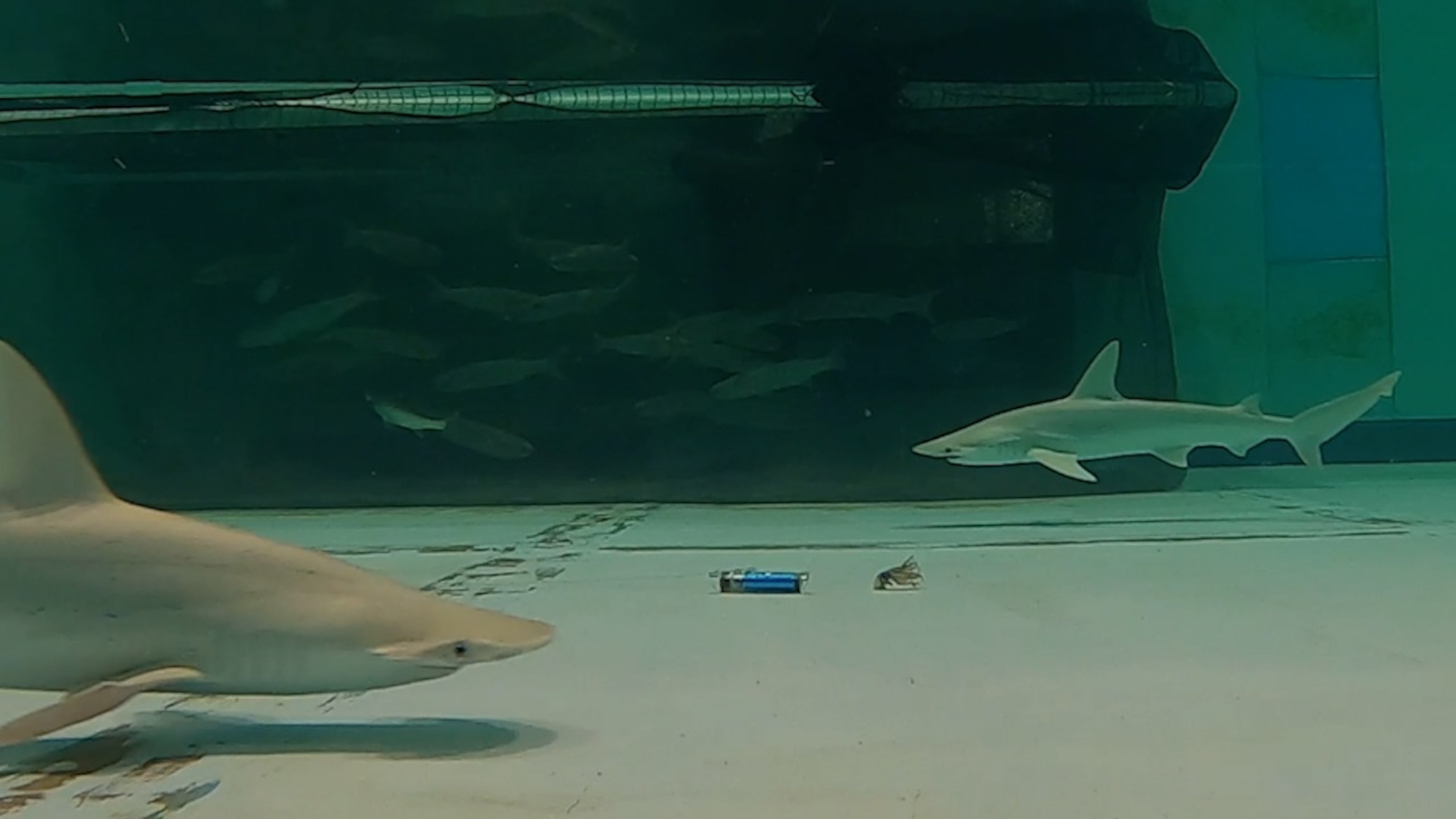 Photo: A sandbar shark avoids an electrical pulse deterrent placed near a bait.