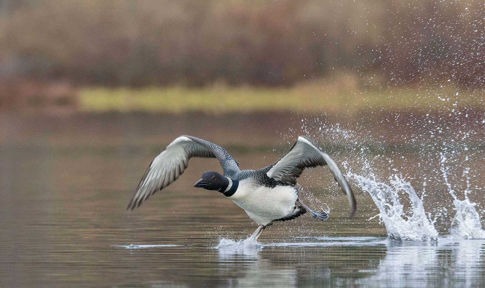 A loon with its wings fully spread takes off from the tranquil lake, splashing water and flying water droplets, showing a dynamic movement effect.