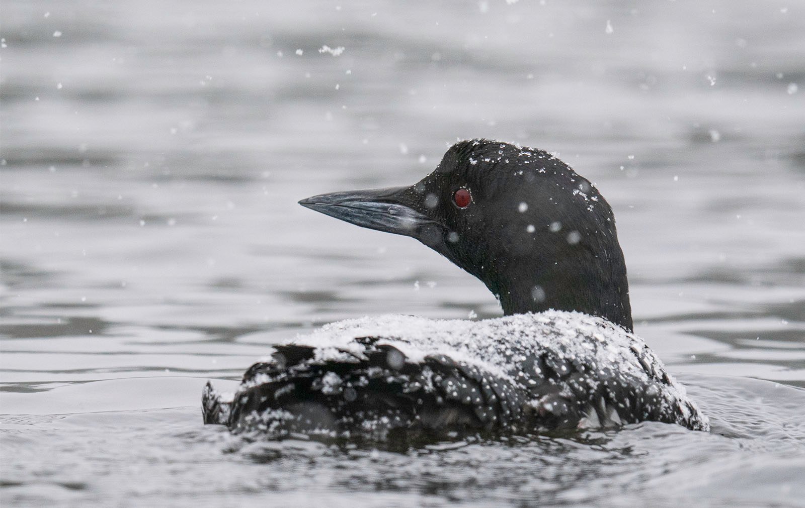 A common loon with striking red eyes appears on a cold lake, its black feathers dusted with light snowflakes against a blur of falling snow in the background.